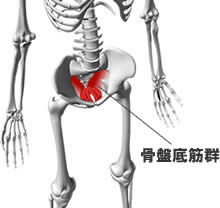 野球に必要な骨盤底筋トレーニング